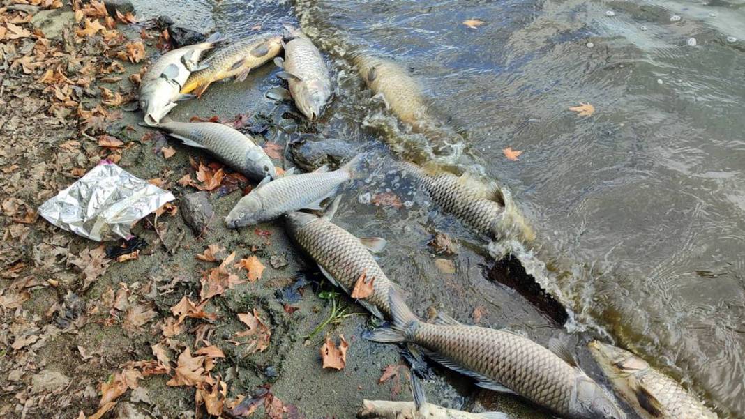 O kentte korkunç manzara: Maske ve eldivenle kamyonete yüklediler! Mahalleli endişeli: Daha önce böyle bir şey yaşamadık 17